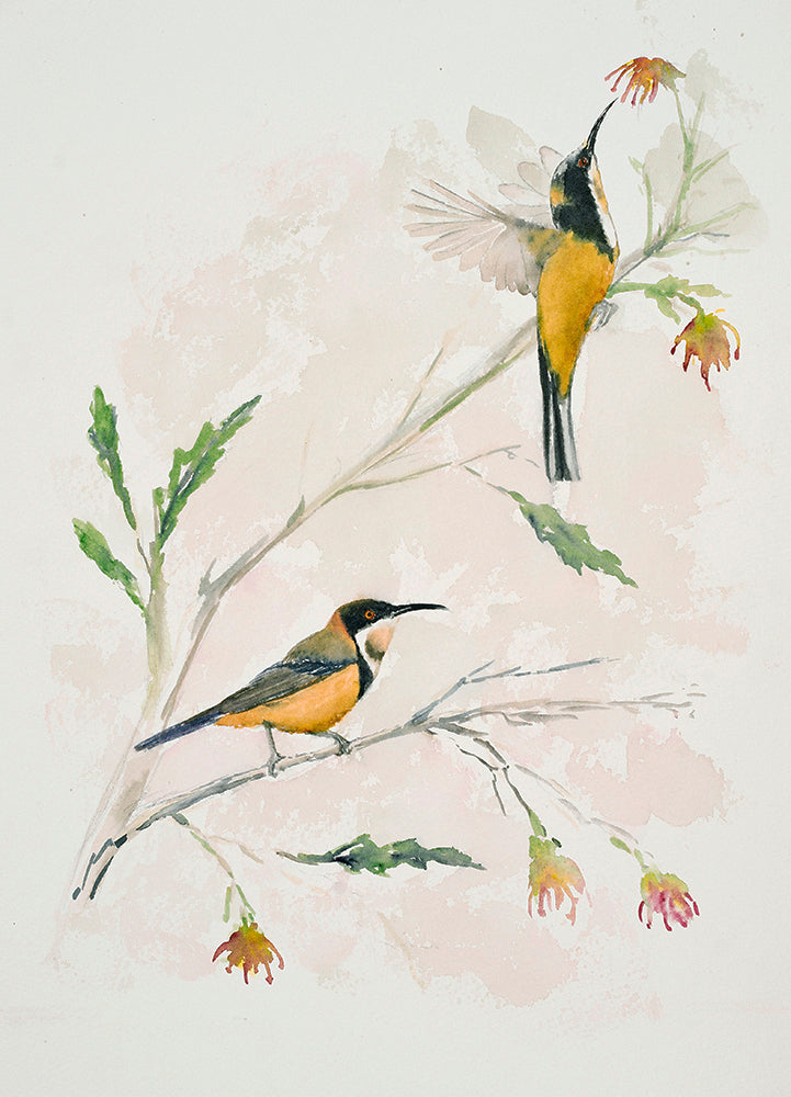 Eastern Spinebills Signed  A4 Print