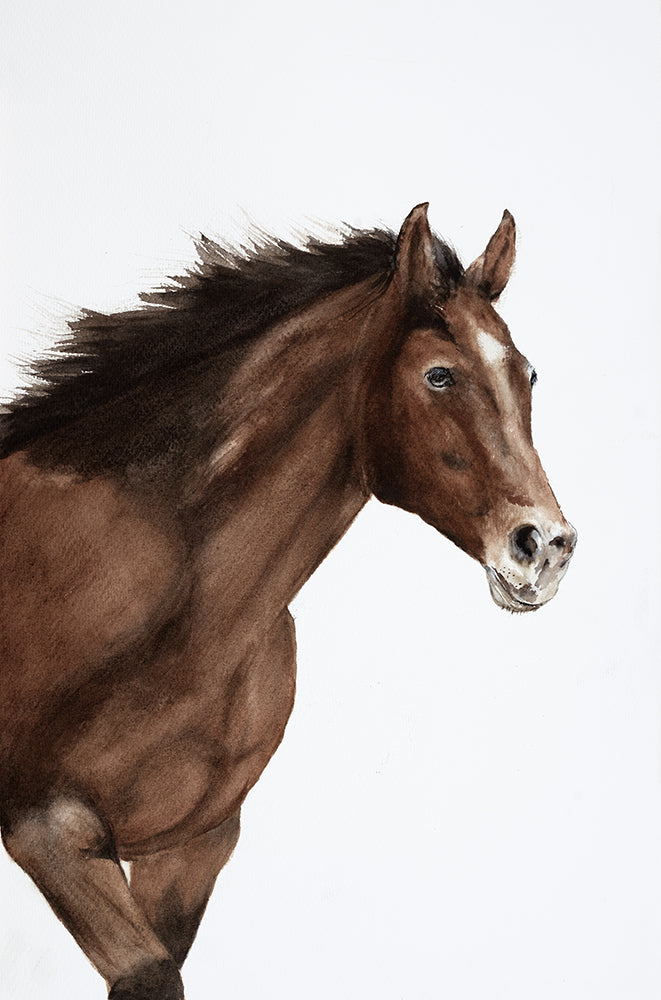 A Horse Named Montana 28 x 42cm Signed Print