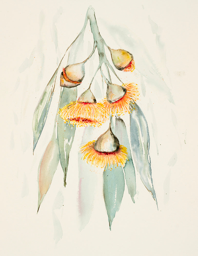 Flowering Gum 28 x 42cm Signed Print